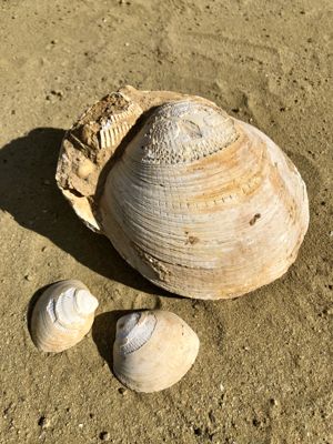 Copertina del calendario 2023: I fossili di Cortiglione